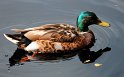 IMG_1239K