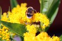 IMG_1325K
