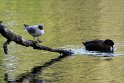 IMG_1385K
