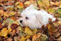 IMG_2710K