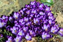 IMG_3376_A