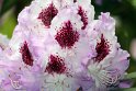 IMG_3885_B